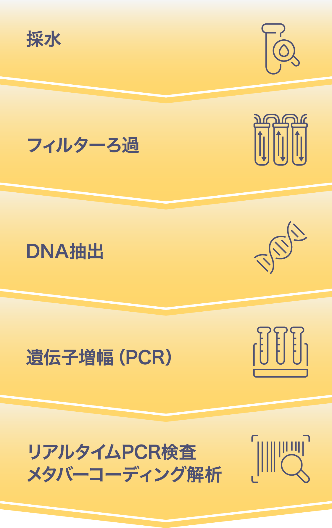 採水 フィルターろ過 DNA抽出 遺伝子増幅（PCR）リアルタイムPCR検査メタバーコーディング解析
