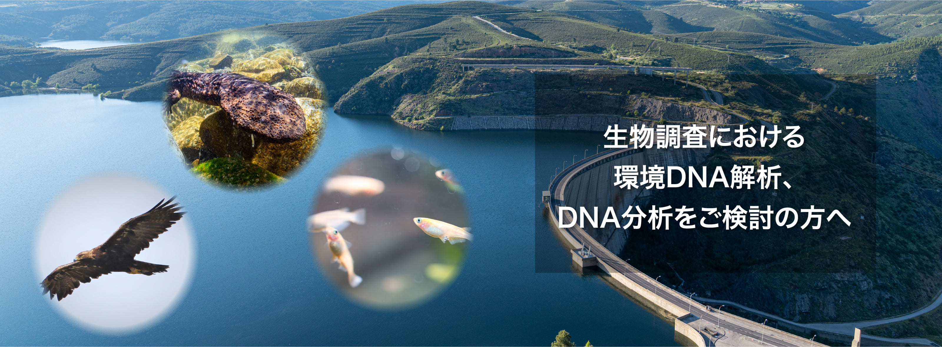 生物調査における環境DNA解析、DNA分析をご検討の方へ