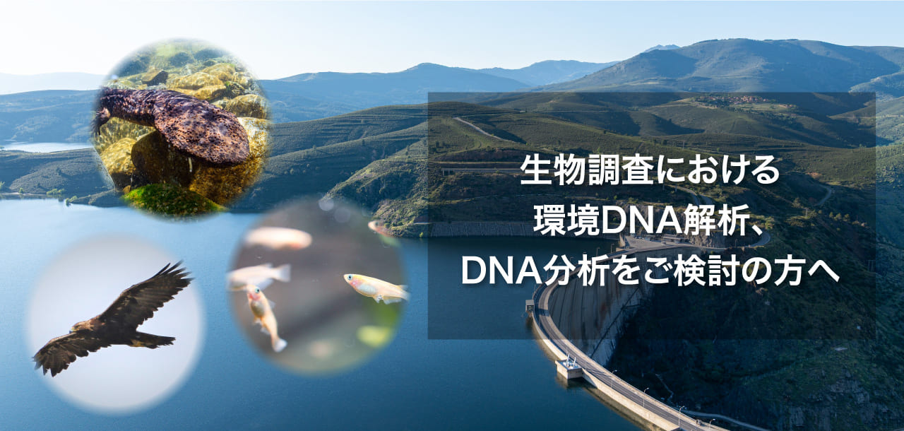 生物調査における環境DNA解析、DNA分析をご検討の方へ